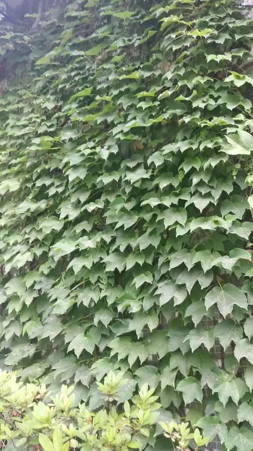 爬山虎的叶子绿得发亮,叶子一顺儿朝下.