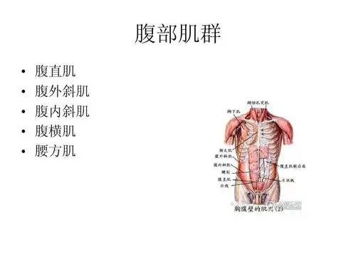 腹部肌群 microsoft powerpoint 演示文稿ppt