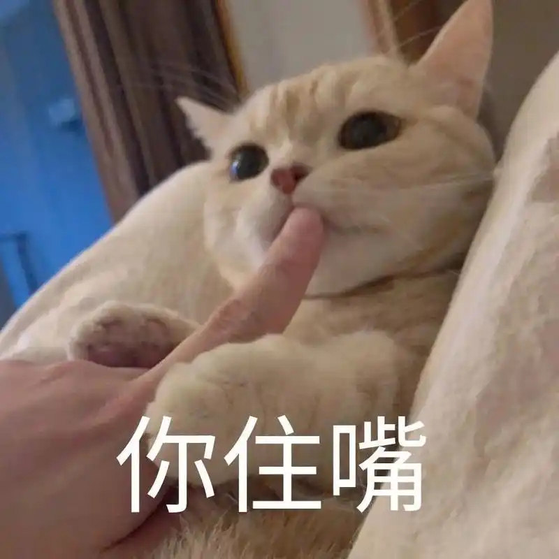 网红猫表情包白色的猫一脸懵的表情包萌萌哒的猫咪表情包来一波