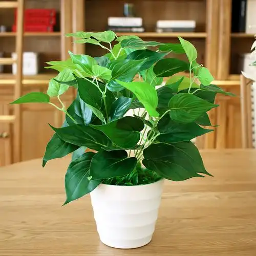 各种绿植的名称及图片(各种绿植的名称及图片大全) - 123植物网