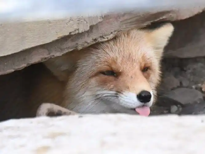 狐狸超话"我在这里呐~"(对着摄影师调皮的吐出舌头的02)#狐狸##赤狐