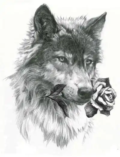 狼头素描图片高清精选