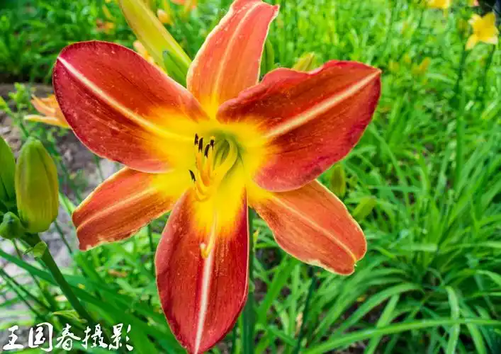 作品分类: 植物 单反品牌: nikon / 尼康 相机型号: d3100 使用镜头