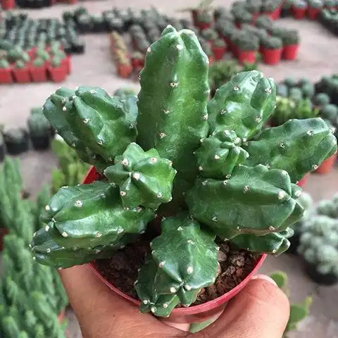 仙人无刺多肉植物桃太郎群生鹿角柱属开花花卉多肉植物