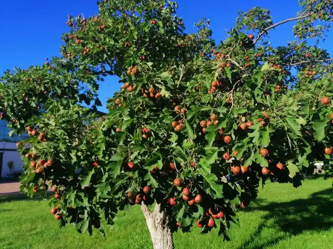 又一个秋天相拥北京 - 美篇