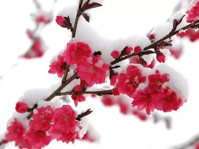 会动的雪中梅花图,太神奇了,送给朋友们!