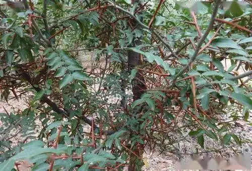 价格上涨农民种植它浑身是刺每亩收益30000多元种植越久收益越多