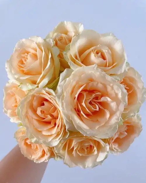 优选新手友好70cm蜜桃雪山单头玫瑰任意组合两单顺丰