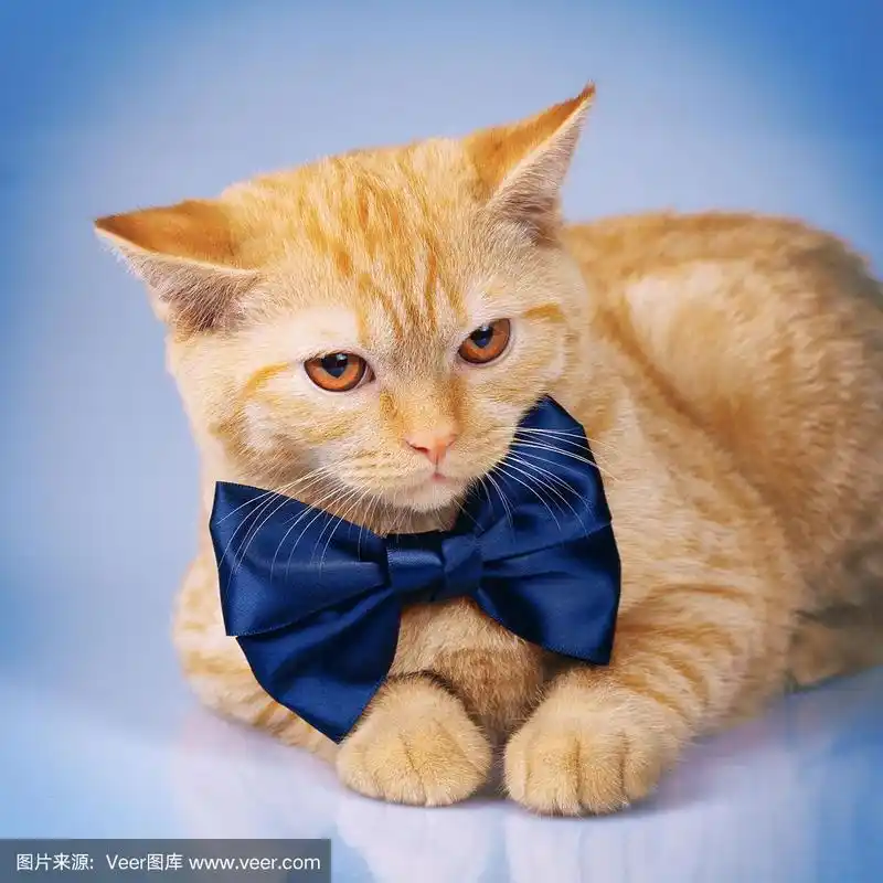 可爱的红猫戴着蝴蝶结的肖像