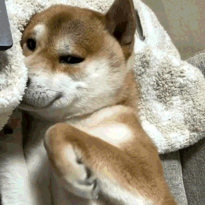 你看我可爱不咯,汪星人柴犬撒欢打滚卖萌撒娇动态图表情包