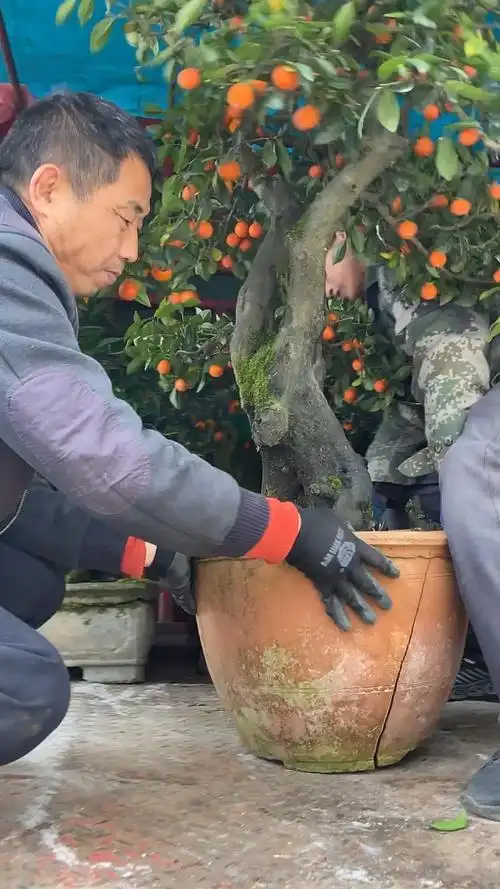 野生金弹子树能长多高(金弹子树身价飞涨)