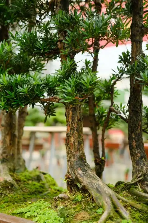 罗汉松的养殖方法