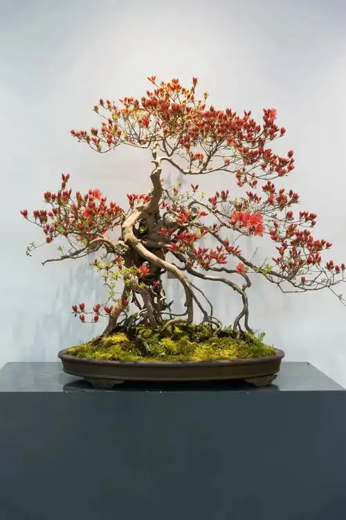 造型独特的杜鹃盆景共有60余盆姿态各异杜鹃花室内盆景展于今日在文昌