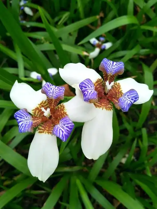 美丽馨香的玉蝴蝶花