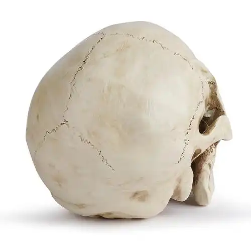 树脂工艺品骷颅头模型教学用品骷髅头动物头骨万圣节道具化装舞会