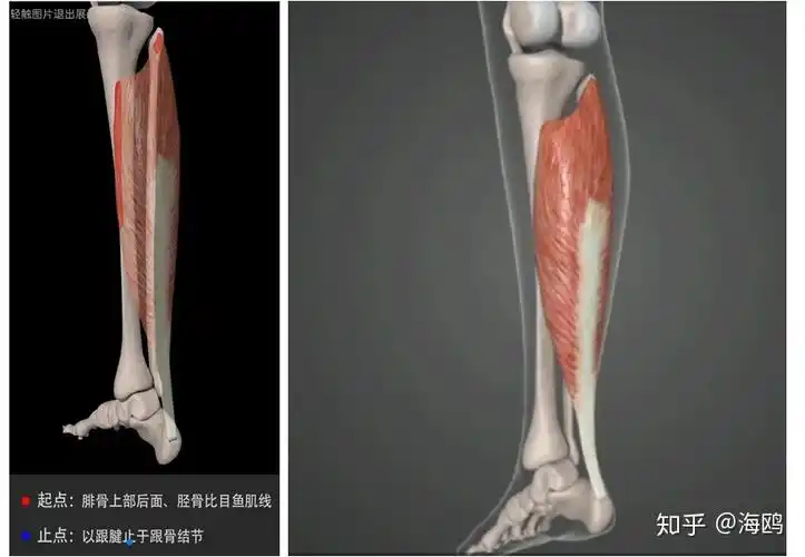瑜伽解剖腓肠肌为什么小腿总是那么粗
