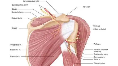 肩部肌肉解剖图