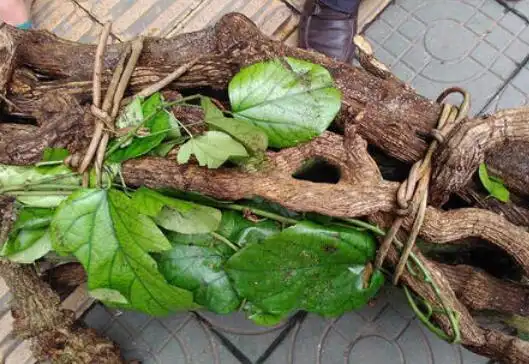 乌骨藤的功效与作用乌骨藤的药用价值