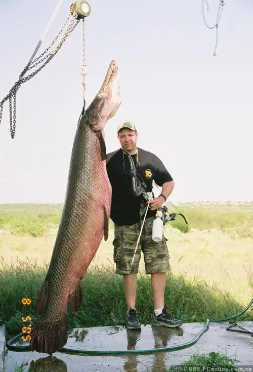 这破事谁干的,小区观赏池内放养雀鳄鳝