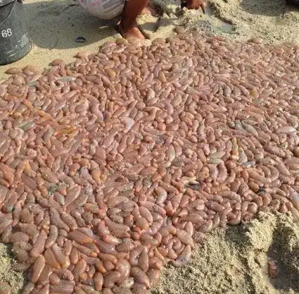 男子看见海滩上有密密麻麻的虫子,正想离开却看见大堆人涌上去!