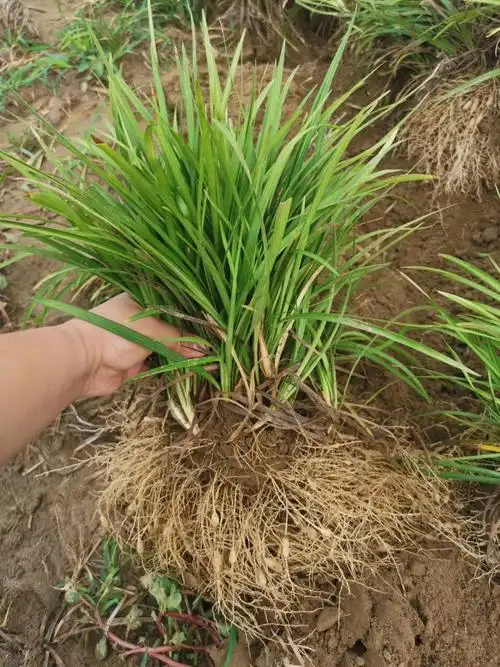供应中叶麦冬草细叶麦冬苗耐寒耐旱常青地被草庭院公园学校草坪