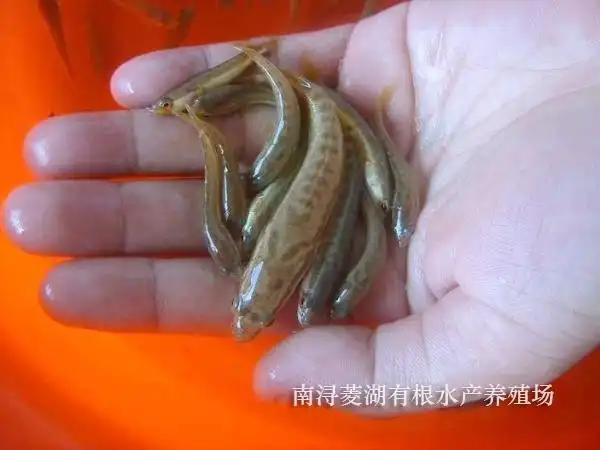 黑鱼苗面议2023-04-25 更新中国  浙江省湖州市菱湖