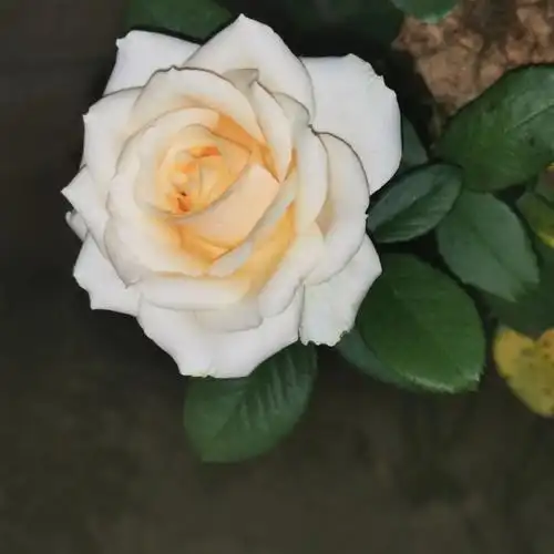 蜜桃雪山月季香槟色月季