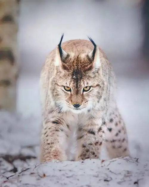 国家二级保护野生动物猞猁现身可可托海国际滑雪度假区