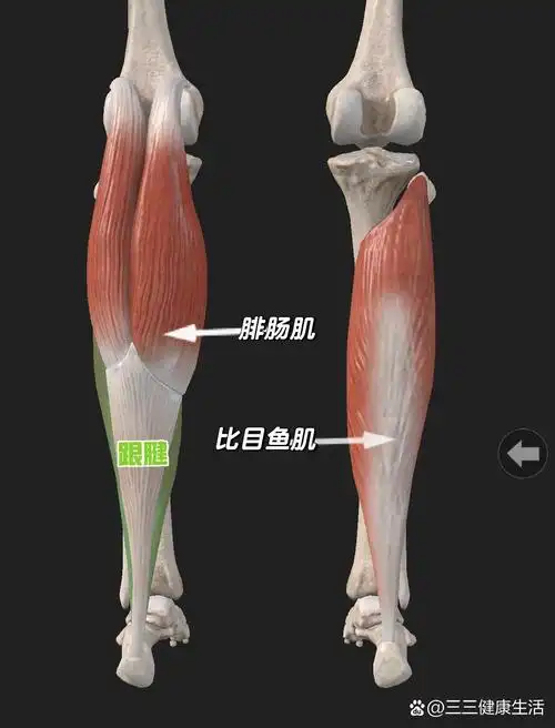 腓肠肌和比目鱼肌也被称为"小腿三头肌" 	  腓肠肌 起点:内侧头起自