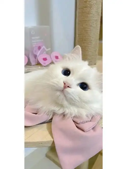 一组可爱的猫猫9292壁纸#壁纸##猫咪