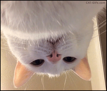 350_300gif 动态图 动图