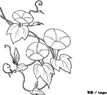 线描植物牵牛花#素材##牵牛花##花卉##线描##植物##艺术