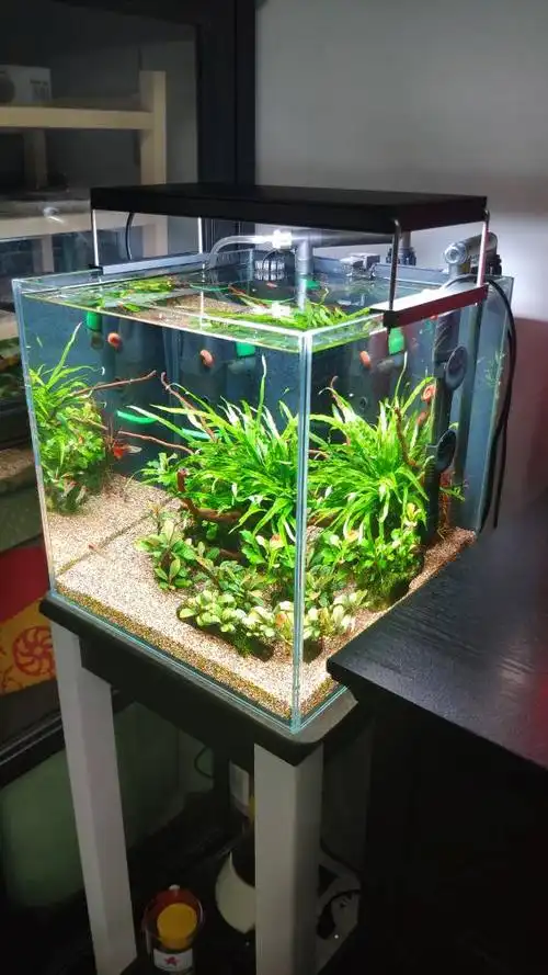 30方小缸 - 水草造景 - cta南美水族 - powered by discuz!