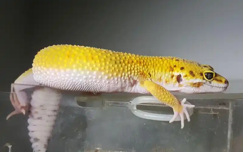 【瓦楞瓦の爬日常】金色小蜥蜴阿橙的深夜探险(63720472)=