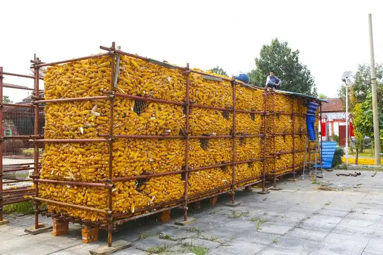 将晾晒好的玉米棒子堆放在铁丝笼子里储存. 责编:马婉莹