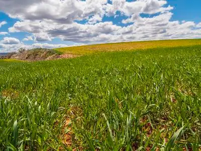 西班牙干庄稼图片
