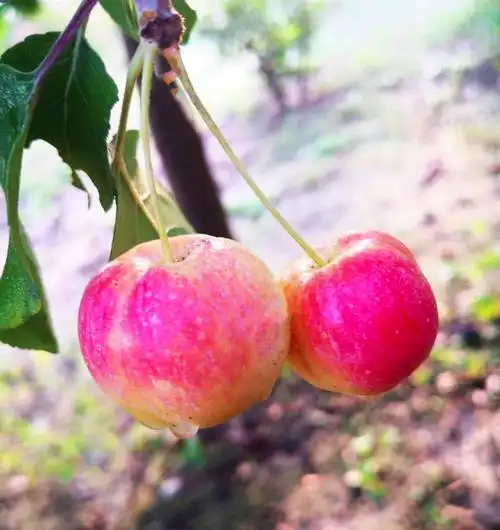 西府海棠结果吗