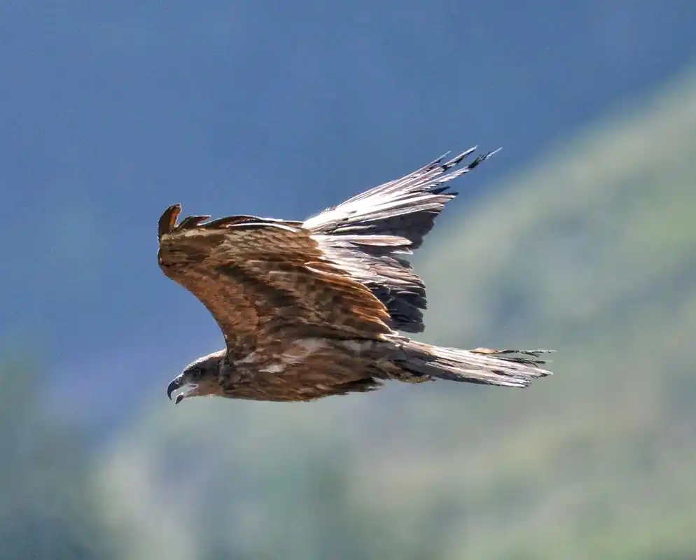 鹰:猛禽,凶猛的鸟,捕猎高手,攻击方式一般都是从高空猛烈的向 - 抖音