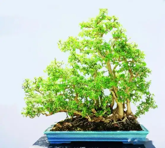 抗疫时刻线上回顾岭南盆景名家吴成发陈昌黄就伟精品展回顾四