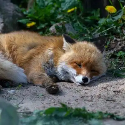 可爱狐狸头像聪明狡猾的狐狸图片