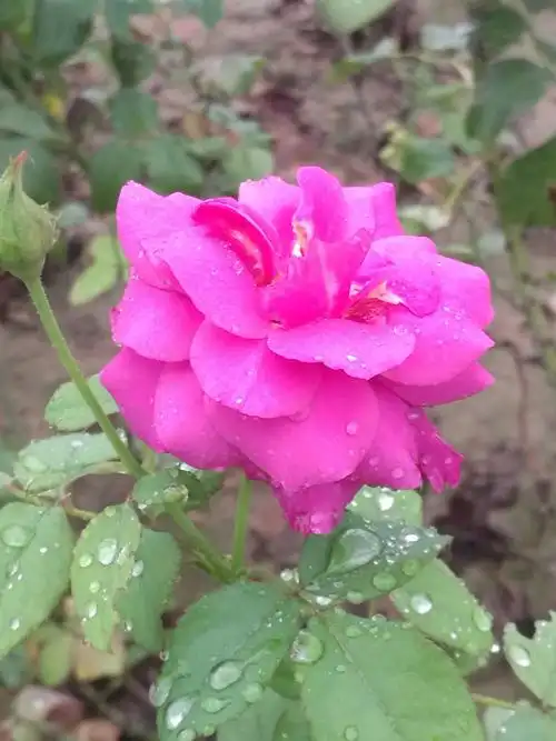 雨后的月季花透着雨珠太漂亮了!2020.8.13.