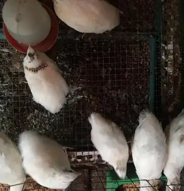 精品白羽鹌鹑受精蛋大肉鹌鹑