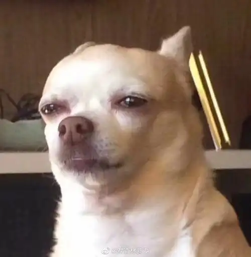 有人喜欢大眼睛吉娃娃表情包吗太可爱啦