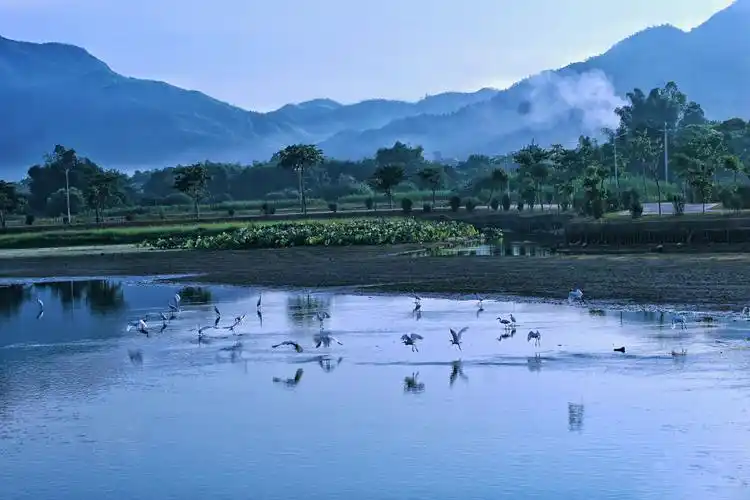 夏日的早晨,相约到美丽的云山绿湖渡假村,《自然美与人物美荷塘相聚》
