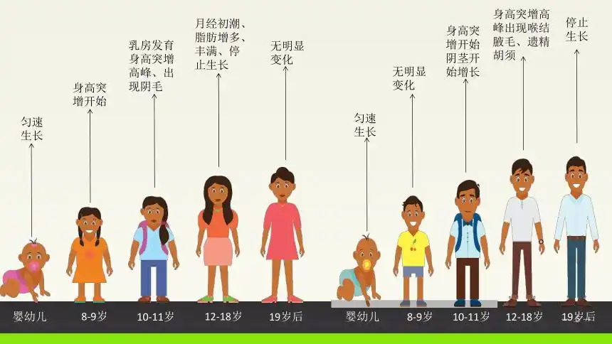 五至六年级体育与健康22青春期第二性征发育的特点课件人教版15张ppt