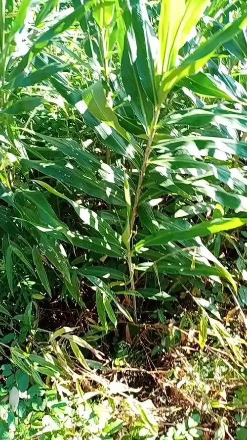 野生生姜-其他视频-搜狐视频