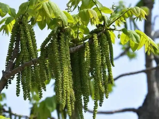 近半过敏性鼻炎9年内可发展至哮喘为了防止进展为哮