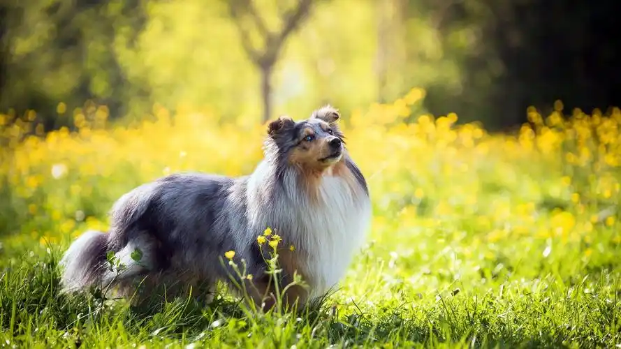 首页 桌面壁纸 善解人意的狗狗摄影高清宽屏壁纸上一张下一张查看原图