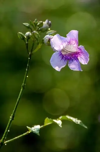 晒晒我们拍的那些花(湛江市老干部大学花卉大光圈摄影比赛作品)(本次