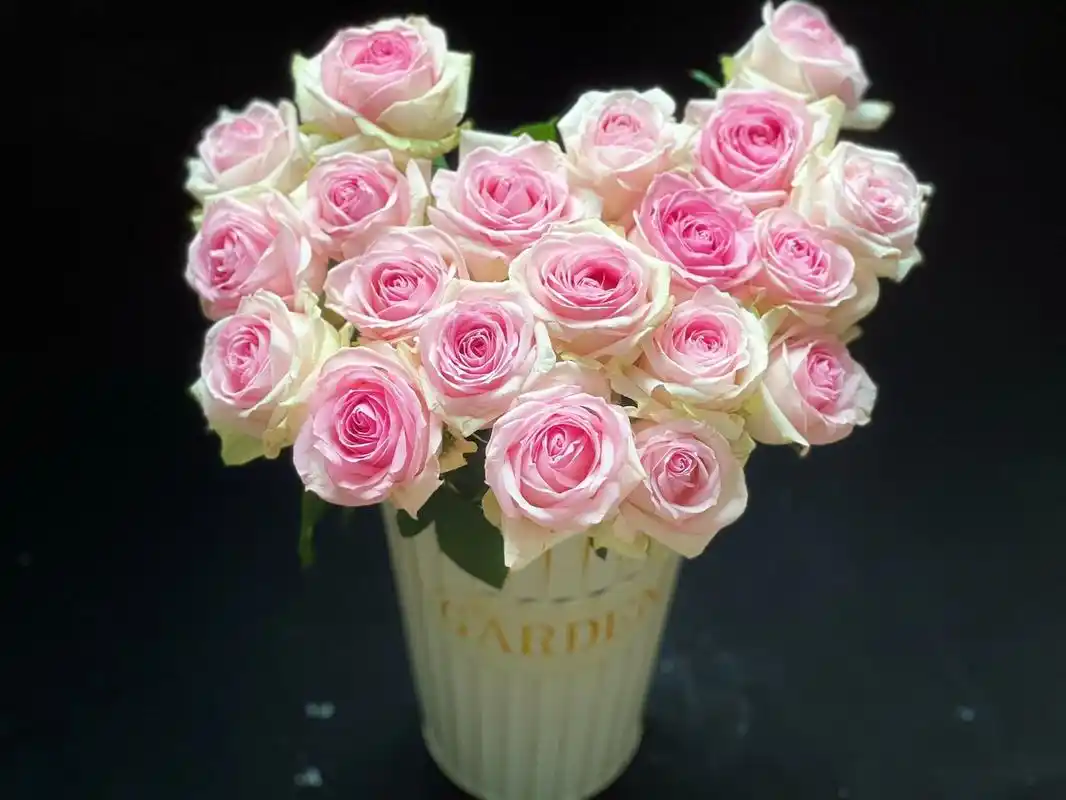 桃红雪山玫瑰 雪山玫瑰是一种可爱型玫瑰,未全开放的雪山玫瑰,花瓣